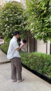 爸爸带毛崽当小蜜蜂