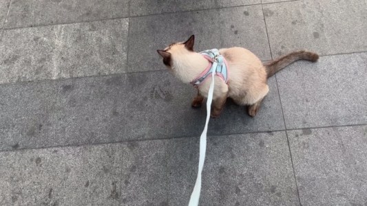 遛小猫~喵